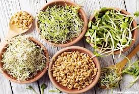 تصویر 2 از شرایط خرید به صرفه کنسرو جوانه ماش 420 گرمی + قیمت اقتصادی و ارزان
